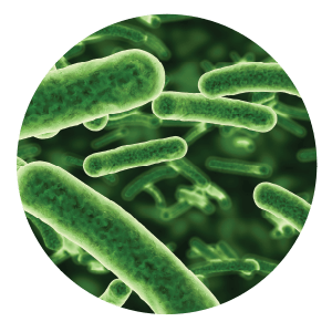 Bacteria Min